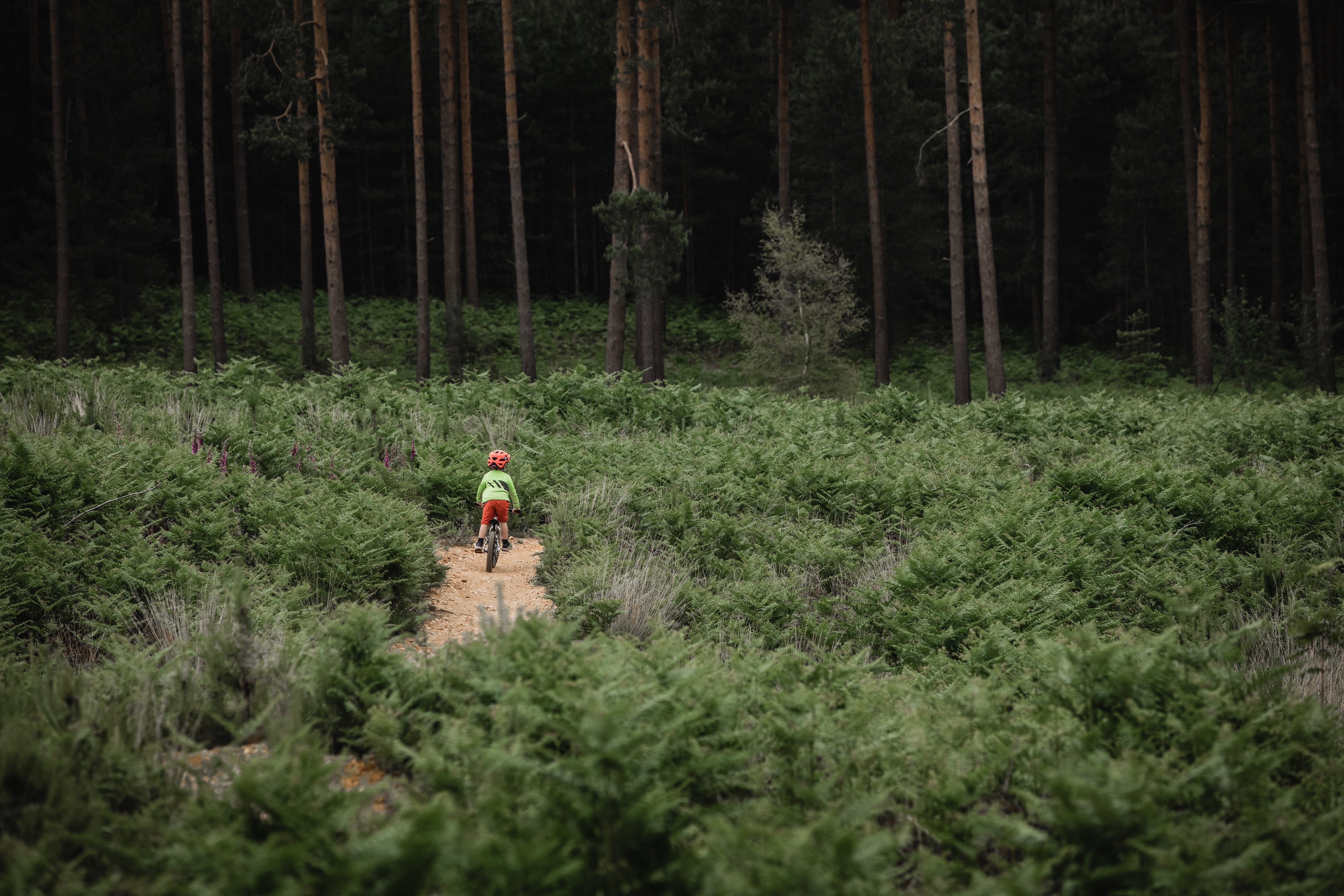 Swinley Forest – Berkshire